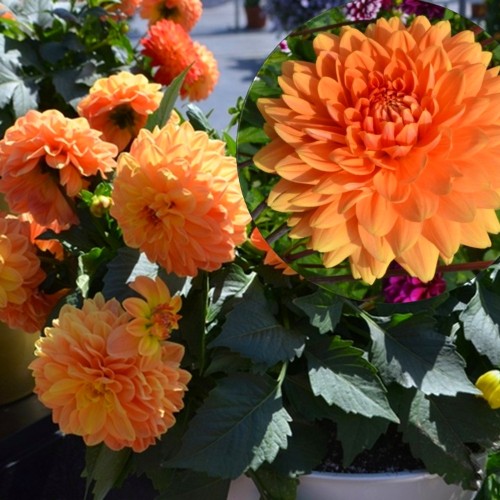 Dahlia hortensis 'Lubega® XL Orange' - Aeddaalia 'Lubega® XL Orange'   